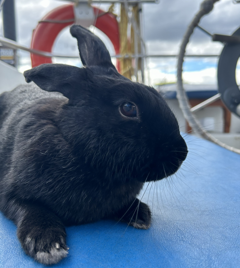 Boat Bunny